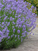 org:/gardening tips/Snoeiadvies/Overzichtspagina/Lavendel.jpg